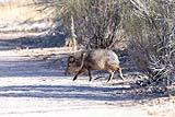 Javelina Bosque New Mexico Dec 2021